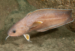 Lotella rhacina