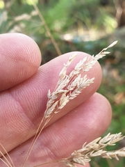 Poa