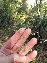 Poa