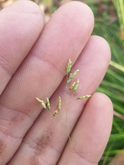 Poa