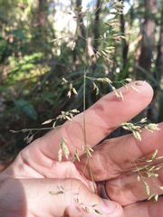 Poa