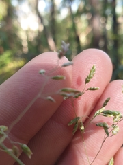 Poa