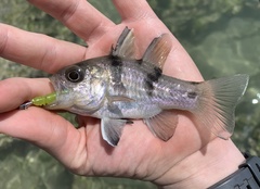 Apogonichthyoides taeniatus