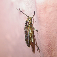 Donacia marginata