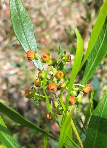 Dodonaea viscosa observed 2022-12-13