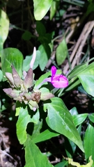 Dicliptera tinctoria