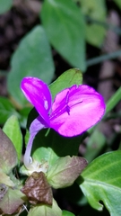 Dicliptera tinctoria