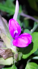 Dicliptera tinctoria