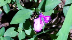 Dicliptera tinctoria