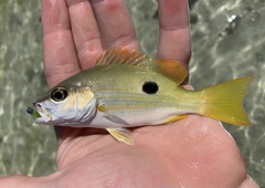 Lutjanus fulviflamma