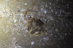 Grapsus albolineatus