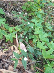 Tripladenia cunninghamii