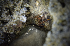 Grapsus