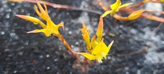 Disa tenuifolia