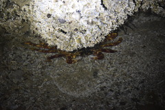 Grapsus
