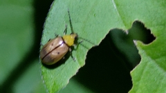 Monolepta