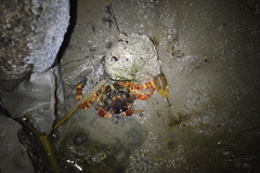 Grapsus