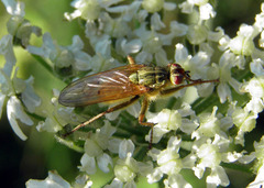 Scathophaga stercoraria