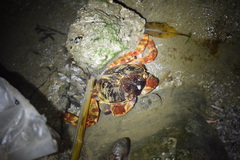 Grapsus