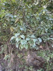 Croton arboreus