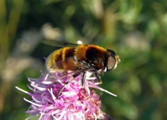 Eristalis intricaria