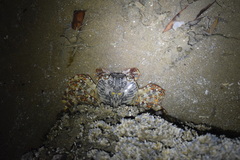 Grapsus