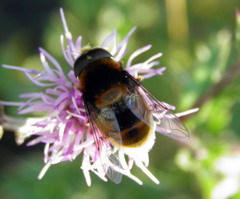Eristalis intricaria