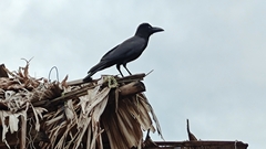 Corvus macrorhynchos levaillantii