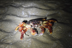 Grapsus albolineatus