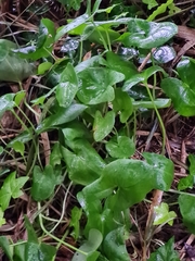 Umbilicus rupestris