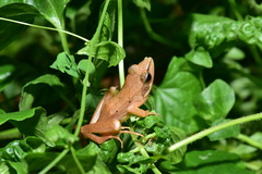 Rana longicrus
