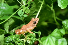 Rana longicrus