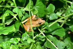 Rana longicrus