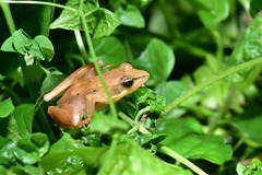 Rana longicrus