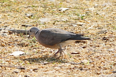 Streptopelia tranquebarica humilis