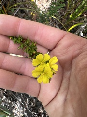 Hibbertia prostrata
