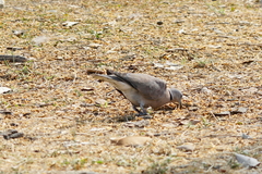Streptopelia tranquebarica humilis