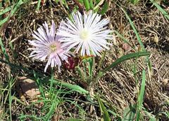 Lampranthus blandus