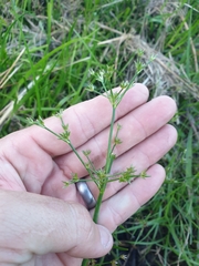Juncus prismatocarpus