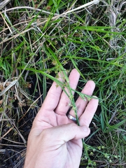 Juncus prismatocarpus