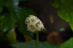 Dorstenia elata