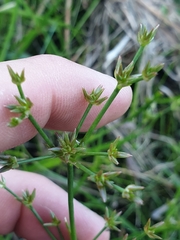Juncus prismatocarpus
