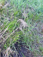 Juncus prismatocarpus