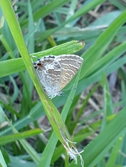 Theclinesthes onycha
