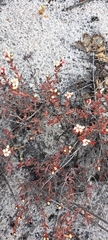 Crassula pruinosa