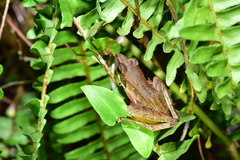 Rana longicrus