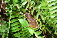 Rana longicrus