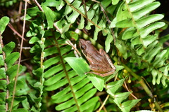 Rana longicrus