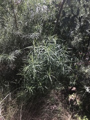 Cassinia longifolia