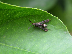 Macrotarsipodes tricinctus